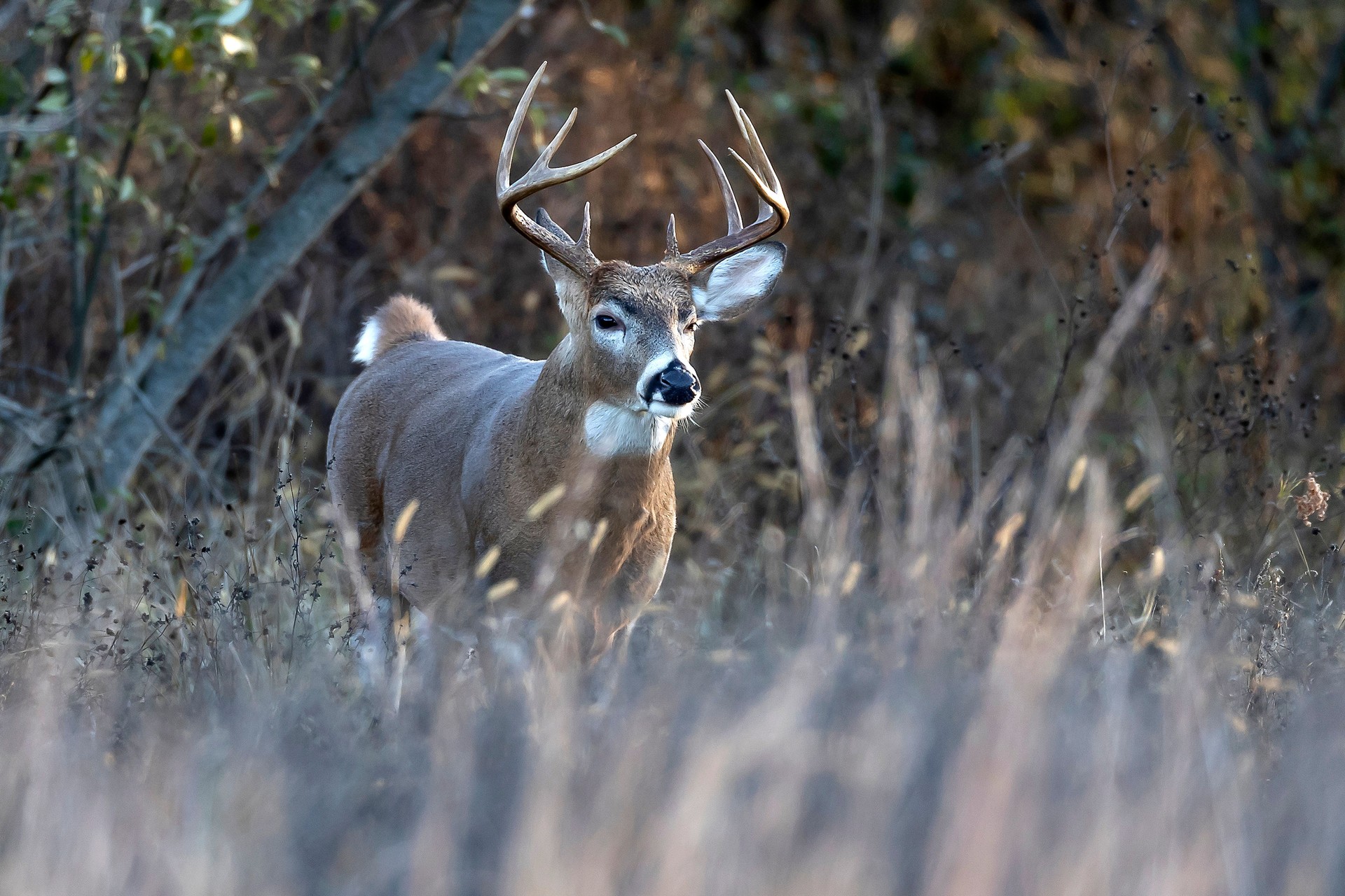 White tail Buck
